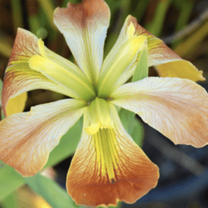 Close-up of a delicate iris flower with yellow and orange petals.